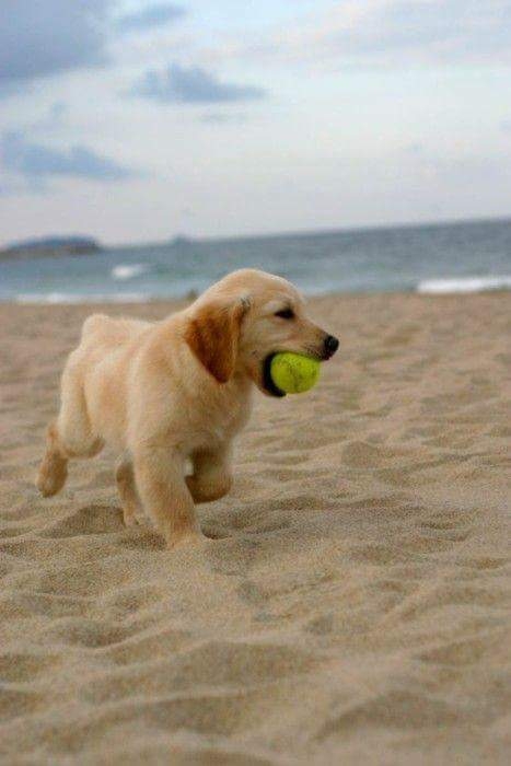 Beach day with paws