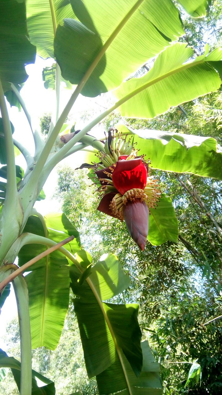 Banana 