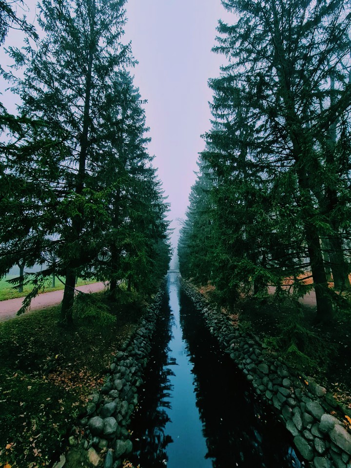 mysterious wood