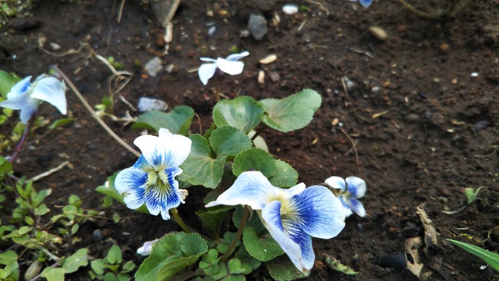 Violets