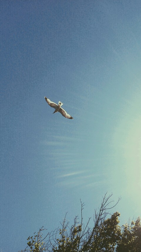 BIRD