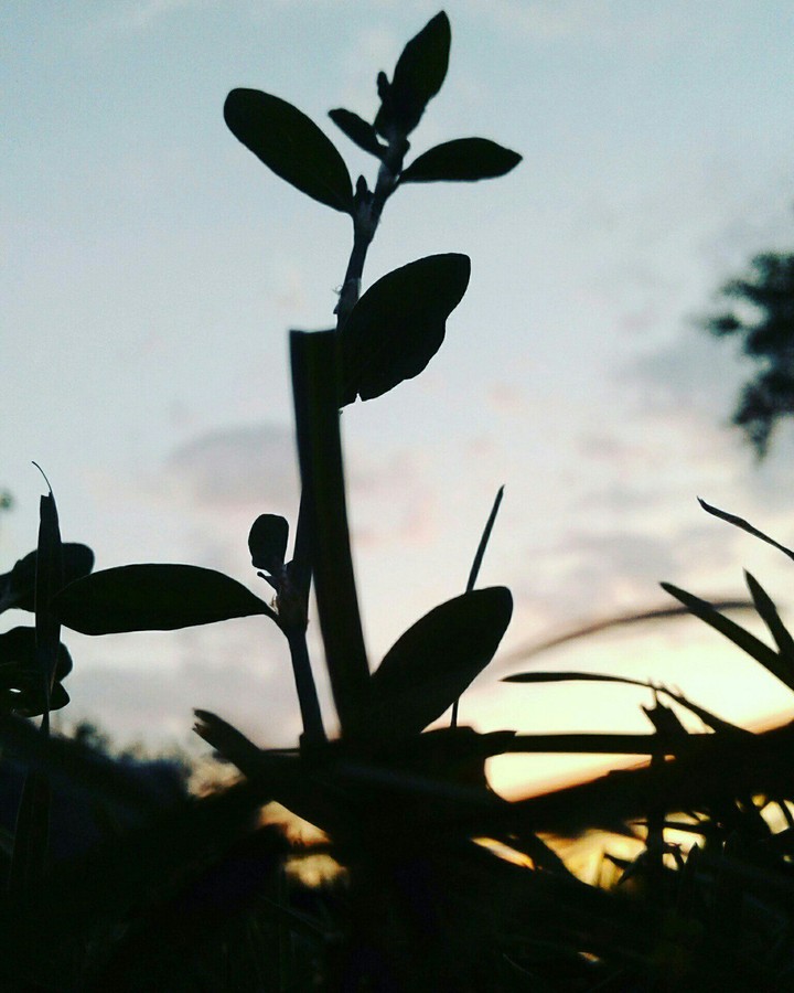 plant