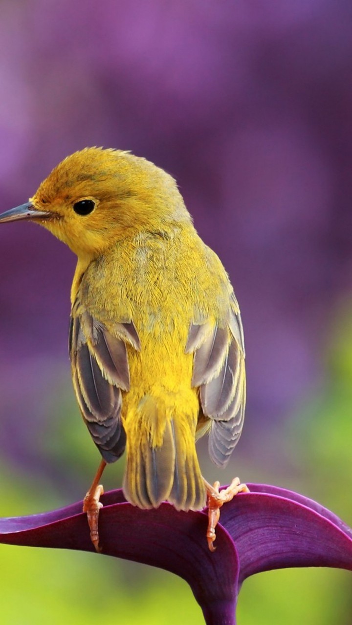 HD Bird Wallpaper