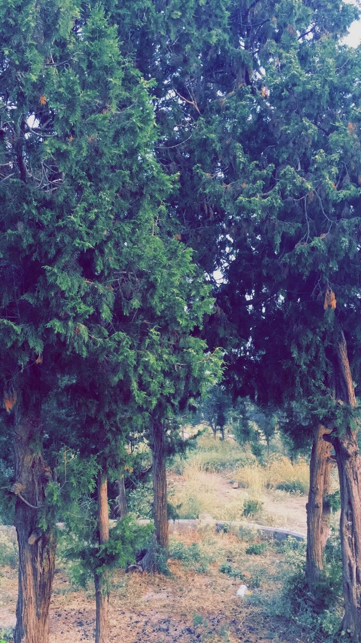tree