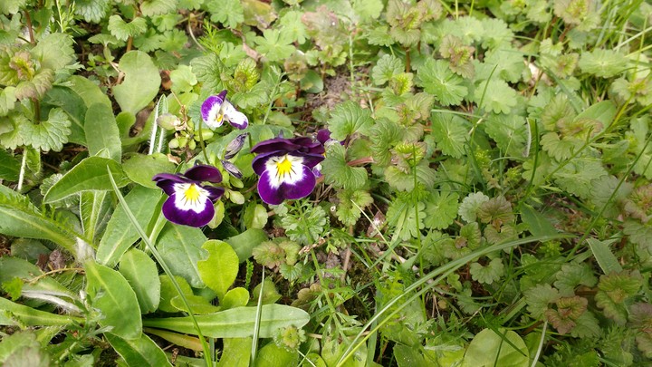 Cute flowers