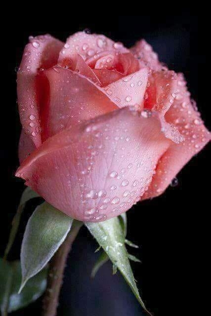 Pink Rose