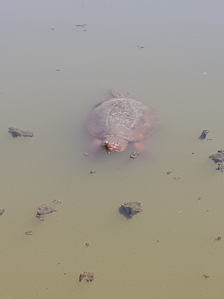 Turtle