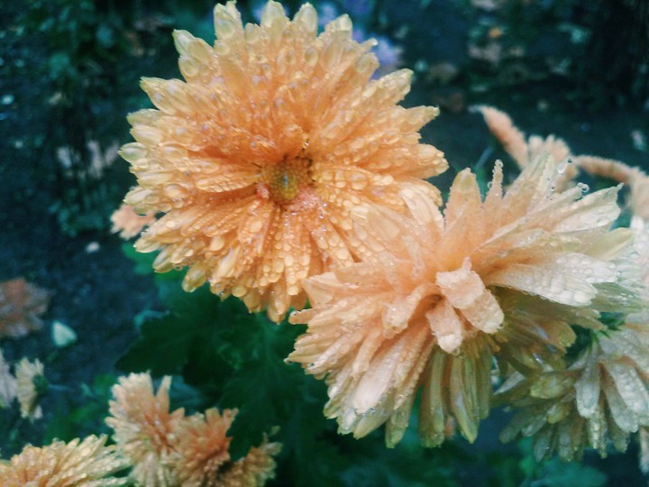 Flowers in rain