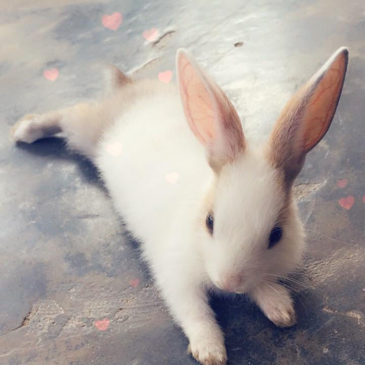 rabbit