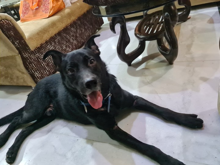dog