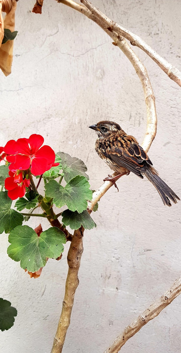 bird?