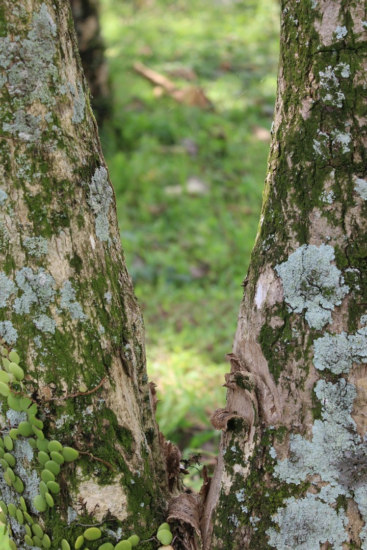 nature