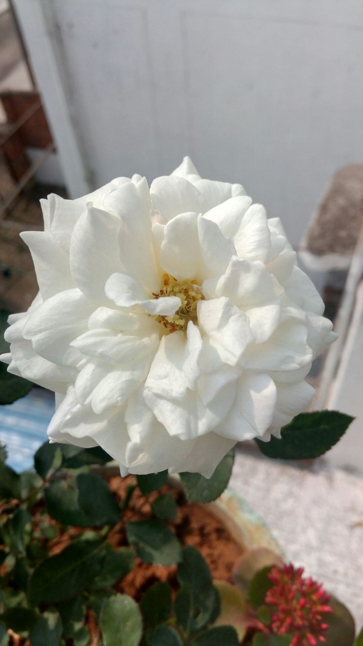 White Rose