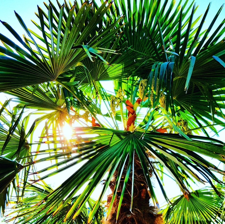 palmtree