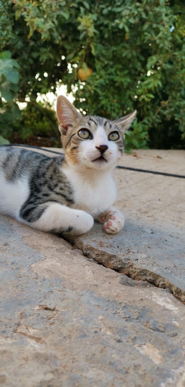 cat ?