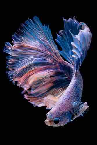 poisson