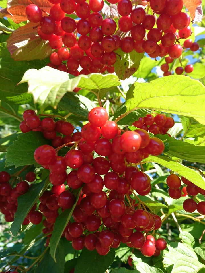 berries