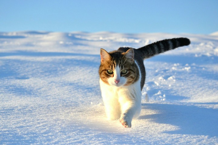 Cat