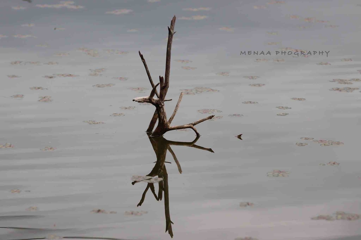 A piece of wood in the lake