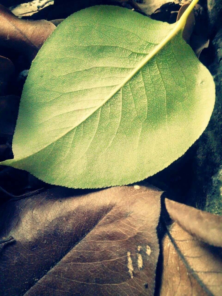 two leafs one green and one brown