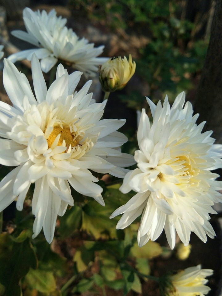 White Flowers