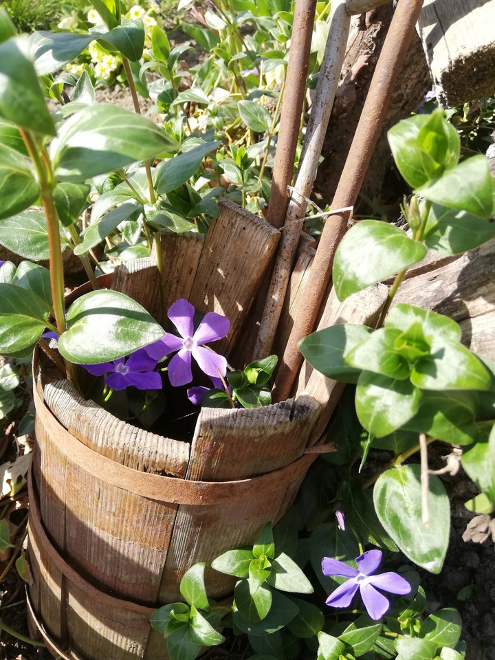 kwiaty #flowers