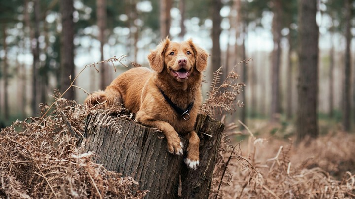 Dog