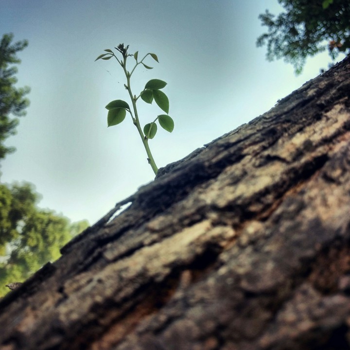 branch