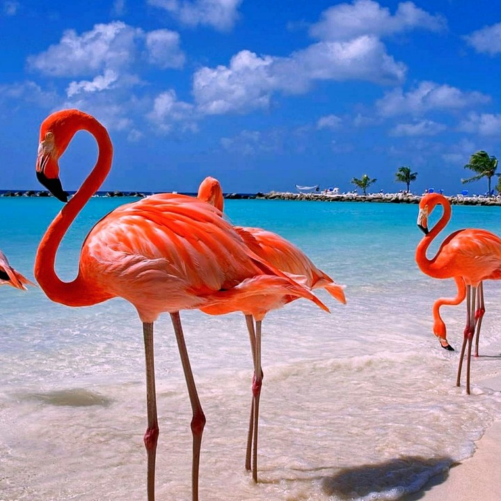 flamingo