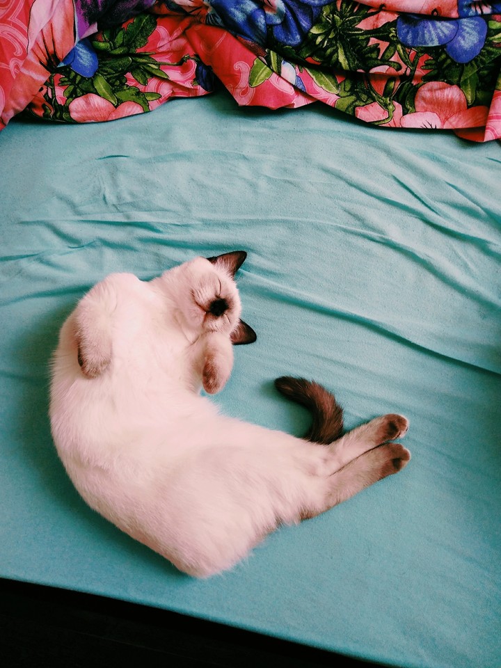 Cat.
