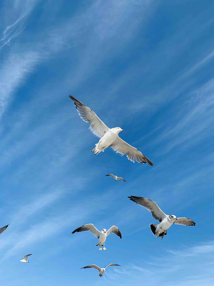 Freedom