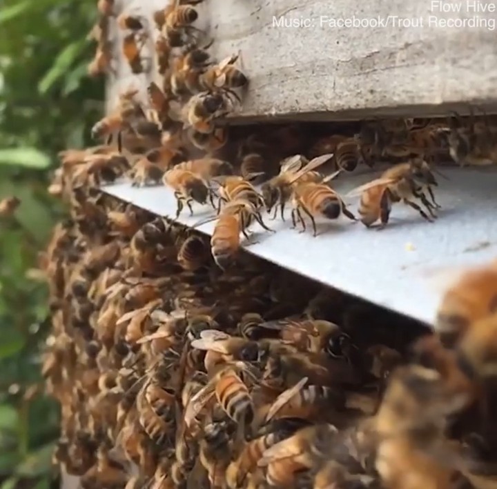 honey bee