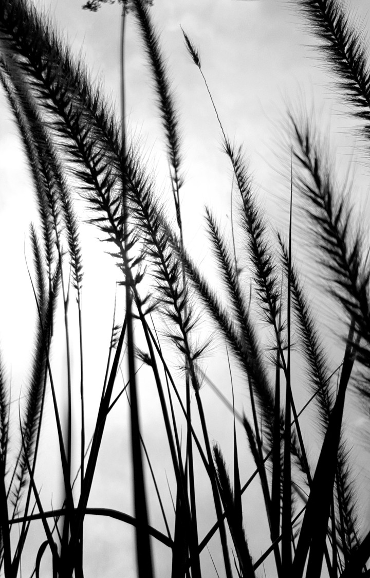 black and white