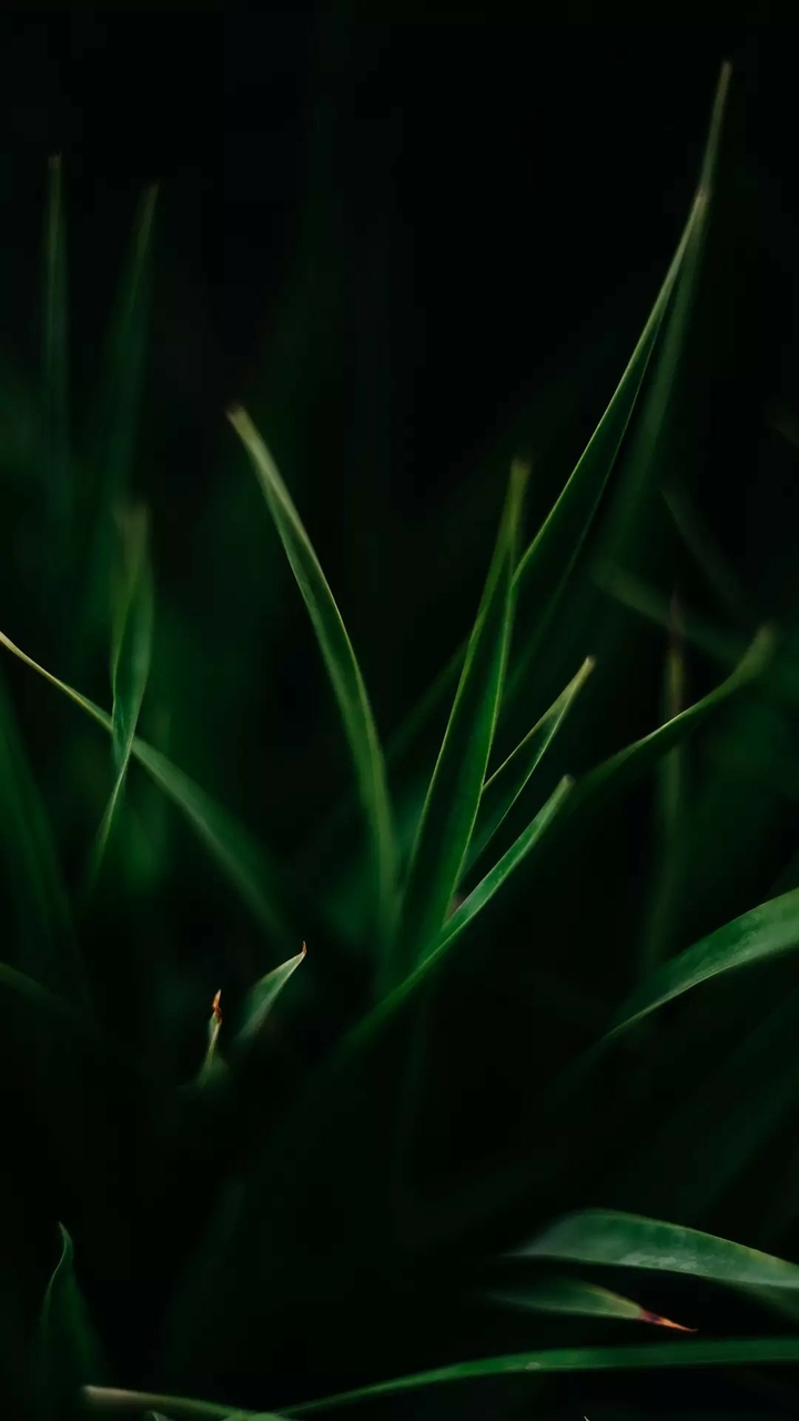 Green Grass