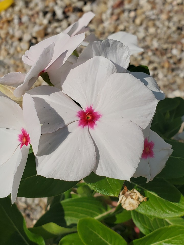 white vinca flower
