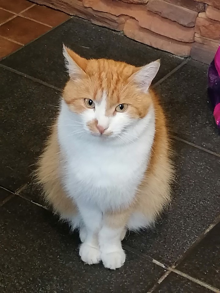котя