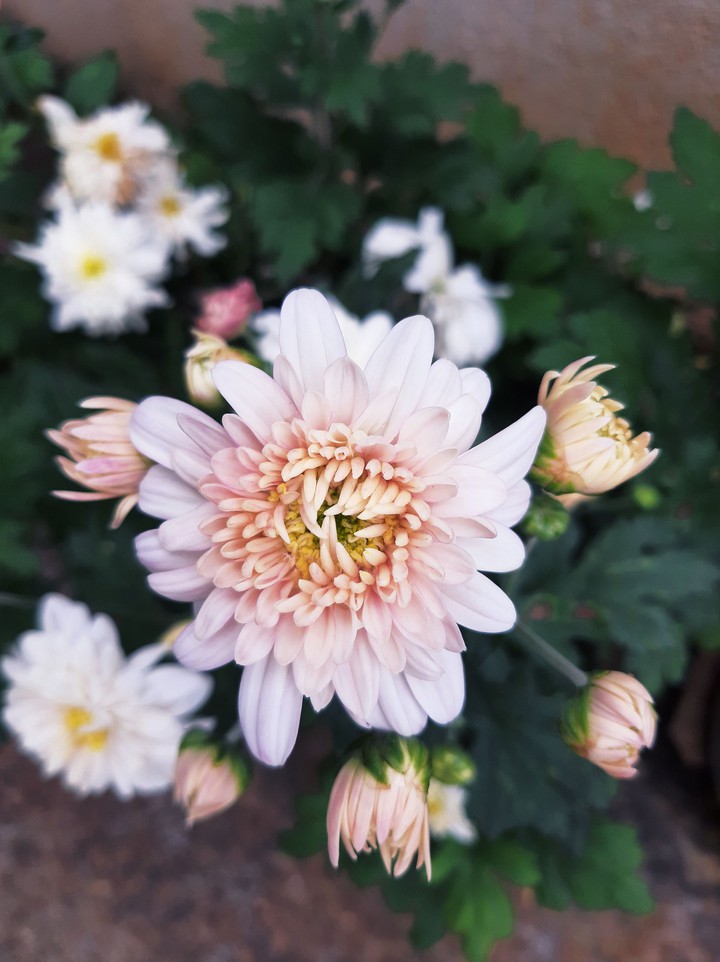 peace in the garden