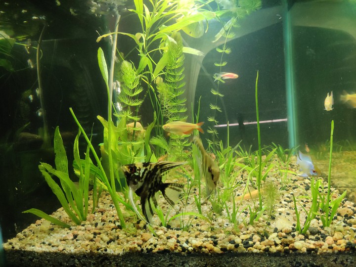 ANGEL FISH, LIVE PLANTATION TANK