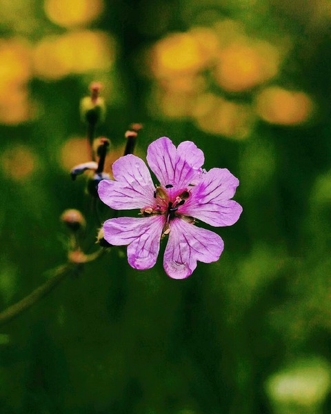 тапети plant, flower