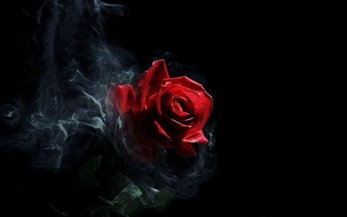 rose
