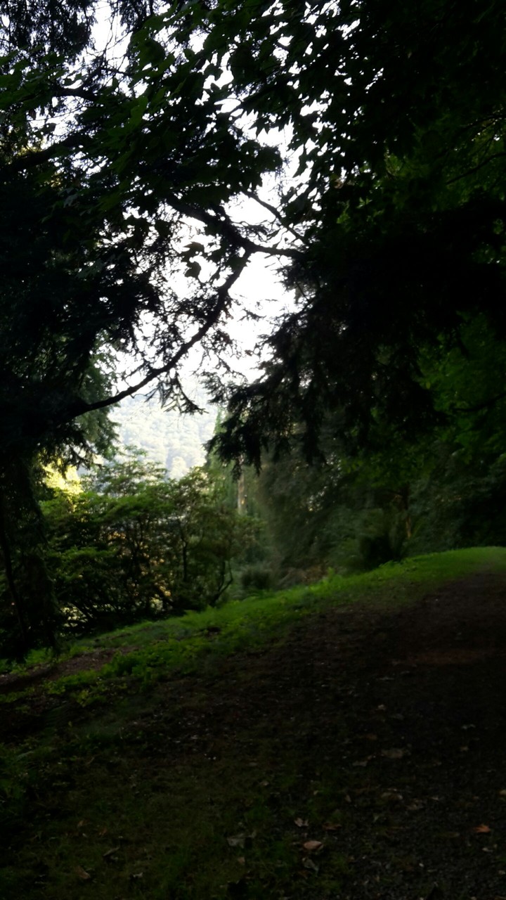 forest