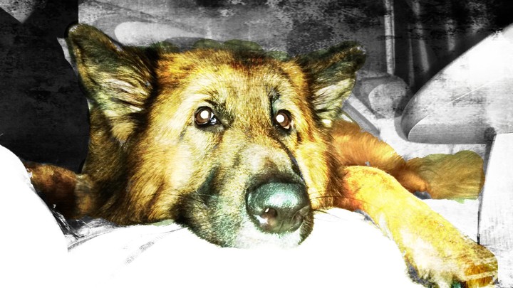 dog