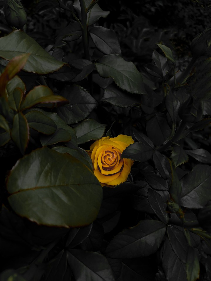 rose