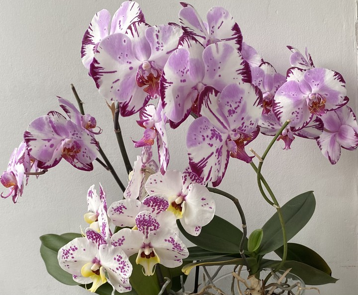 phalaenopsis