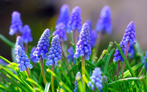 nature