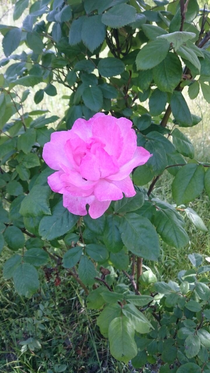 flowerflower
