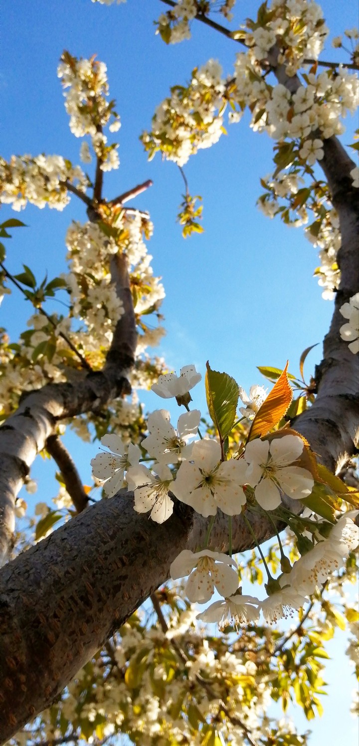 #spring #bee #bloom