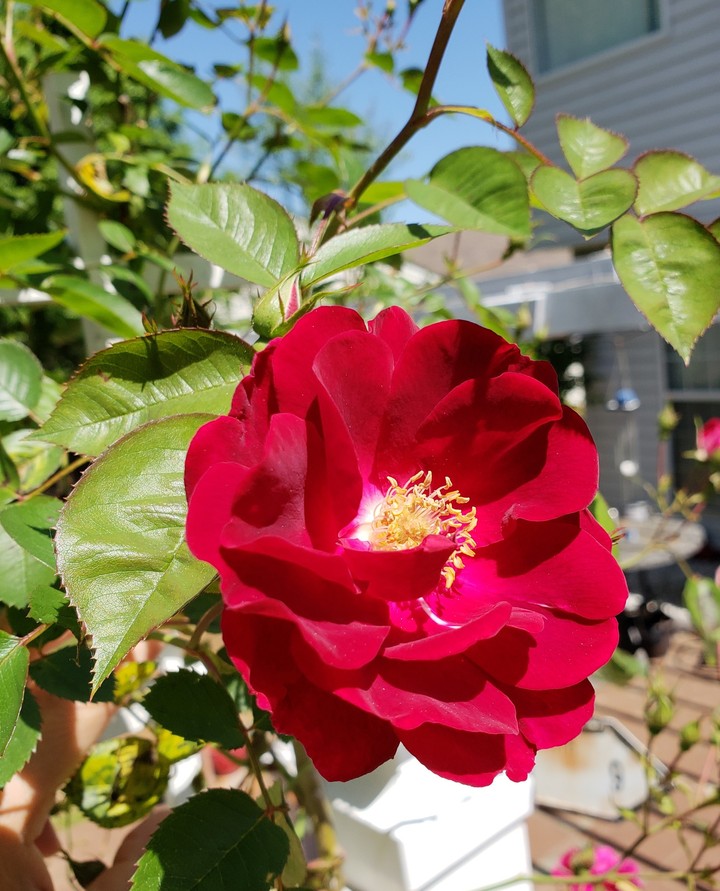 rose