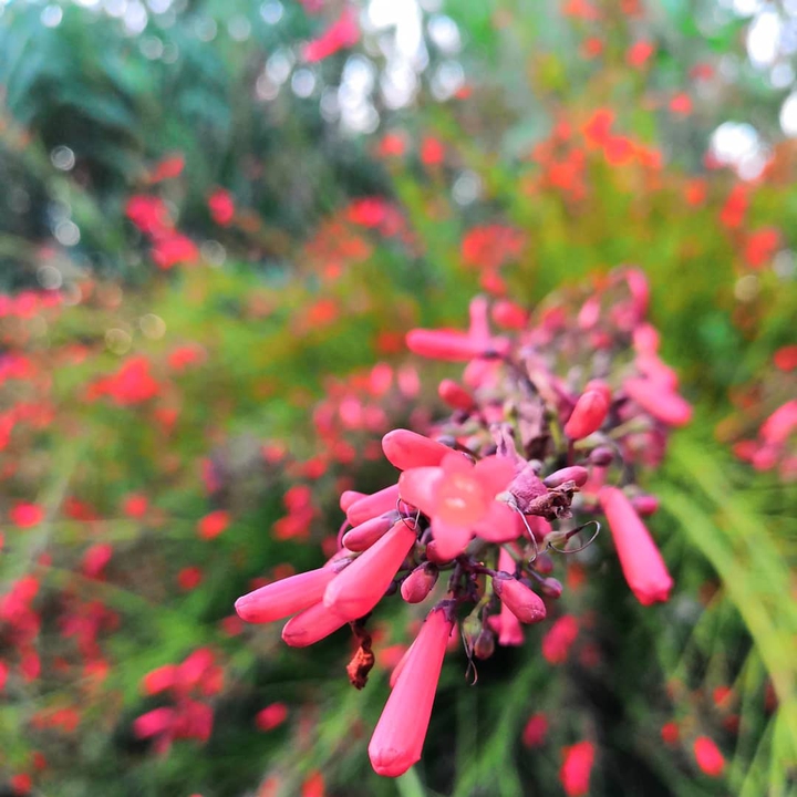 Stunning flowers