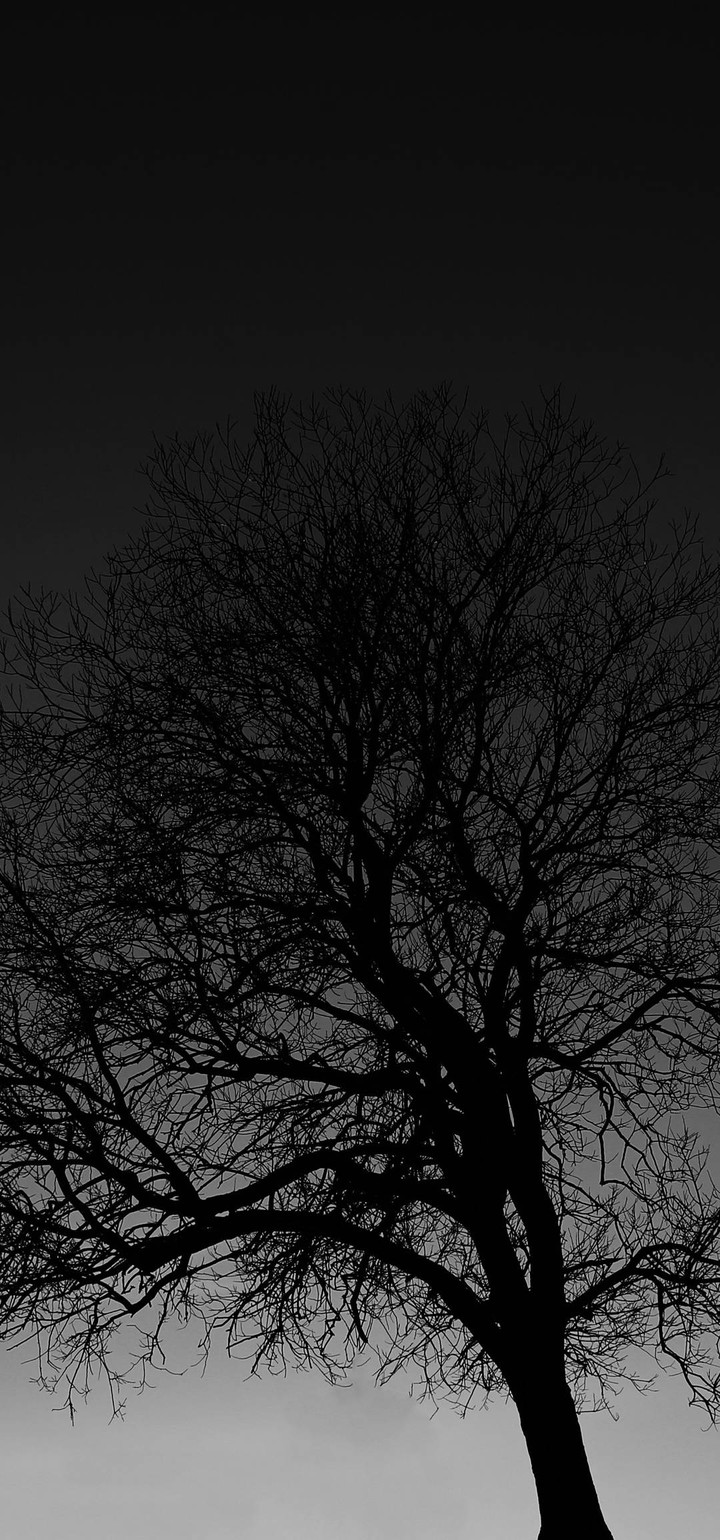 black tree
